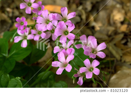 Murasaki Kabaki Murasaki Kabaki 81023120