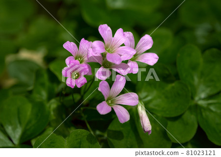 Murasaki Kabaki Murasaki Kabaki 81023121