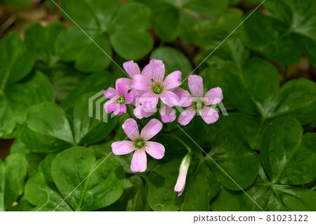 Murasaki Kabaki Murasaki Kabaki 81023122