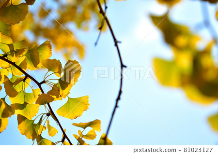 Giant yellow ginkgo tree in Oike Park 81023127