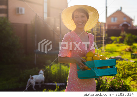 Young caucasian positive woman gardener in hat and pink dress holds box with lemons in her hands on sunny summer day. Concept of farming and organic gardening Young caucasian positive woman gardener in hat and pink dress holds box with lemons in her hands on sunny summer day. Concept of farming and organic gardening 81023334
