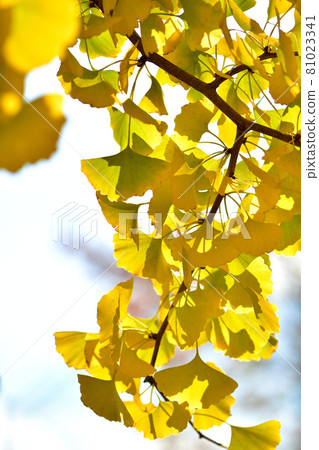 Giant yellow ginkgo tree in Oike Park Giant yellow ginkgo tree in Oike Park 81023341