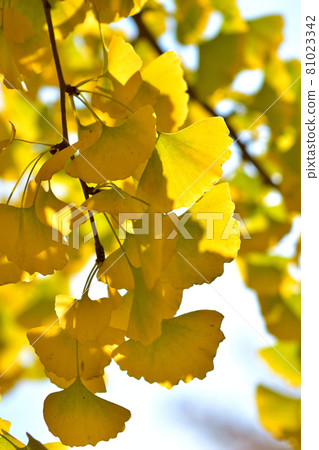 Giant yellow ginkgo tree in Oike Park Giant yellow ginkgo tree in Oike Park 81023342