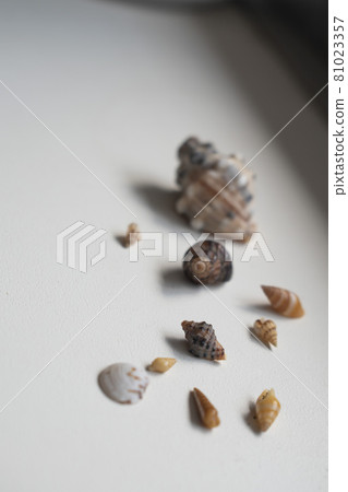 Many small shells picked up in the sea 81023357
