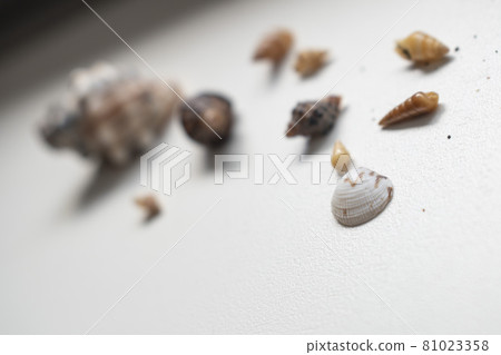Many small shells picked up in the sea 81023358