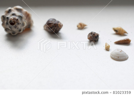Many small shells picked up in the sea Many small shells picked up in the sea 81023359