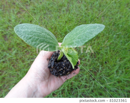 南瓜發芽 南瓜發芽 81023361