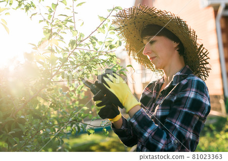 Side view of focused young caucasian woman gardener cuts unnecessary branches and leaves from tree with pruning shears while processing an apple tree in the garden. Organic gardening concept 81023363