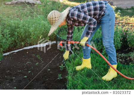 Woman gardener watering her garden beds with hose on sunny warm spring day. New season plant care and planting concept 81023372