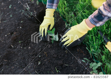 Hand of woman gardener in gloves holds seedling of small apple tree in her hands preparing to plant it in the ground. Tree planting concept Hand of woman gardener in gloves holds seedling of small apple tree in her hands preparing to plant it in the ground. Tree planting concept 81023387