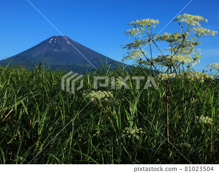 富士山 Shishiudo 和富士山 富士山 Shishiudo 和富士山 81023504