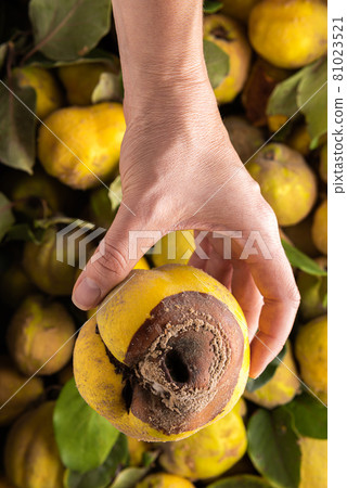 Ready to waste rotted quince apple in hand 81023521