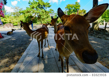 Deer in Nara Park 81023916