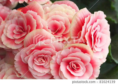 Elatior Begonia Pink Elatior Begonia Pink 81024139