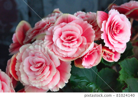 Elatior Begonia Pink Elatior Begonia Pink 81024140
