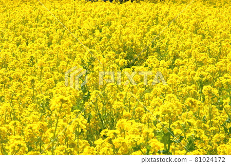 Rape field, Tahara City Rape Festival Rape field, Tahara City Rape Festival 81024172