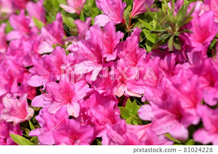 Azalea Azalea 81024228