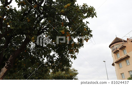 Spanish buildings and trees 81024437