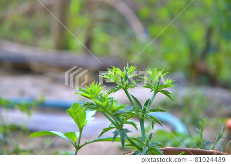 The Eryngium foetidum L.Culantro As a biennial plant Glaucoma Day with Coriander The Eryngium foetidum L.Culantro As a biennial plant Glaucoma Day with Coriander 81024489