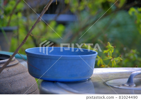 blue plastic basin with the water, water bowl, and Frangipani, Plumeria, flower. 81024490