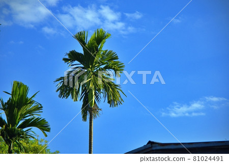 A Betel palm trees outdoor high over the roof house on blue sky background and copy space, Farm location in thailand 81024491