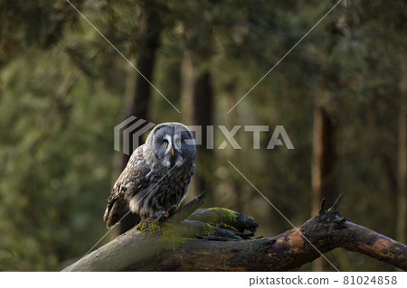 Great grey owl (Strix nebulosa) perched in a tree with moss hunting over a forest in autumn. 81024858