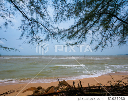 Rough beach and piled up dead branches and leaves (Ban Nam Khem Tsunami Memorial Center, Phang Nga Province, Thailand) 81025080