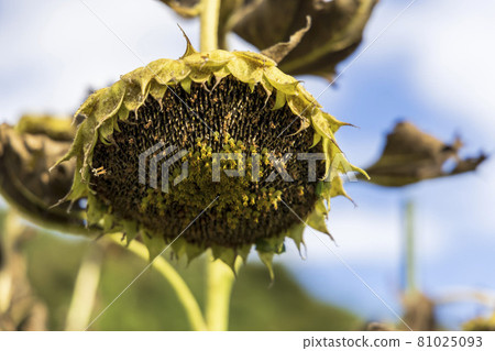 枯萎的向日葵 81025093