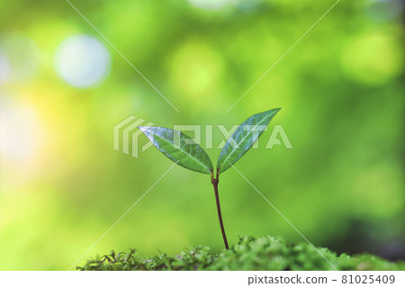 Close-up eco-image of sprout 81025409