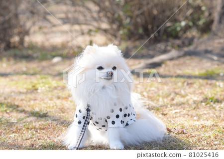 可愛的博美犬 81025416
