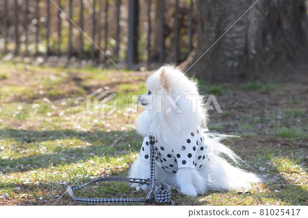 Cute dog 81025417