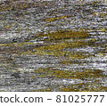 Old wood texture covered with overgrown yellow-green lichen. Wooden background, backdrop. 81025777