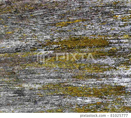 Old wood texture covered with overgrown yellow-green lichen. Wooden background, backdrop. 81025777