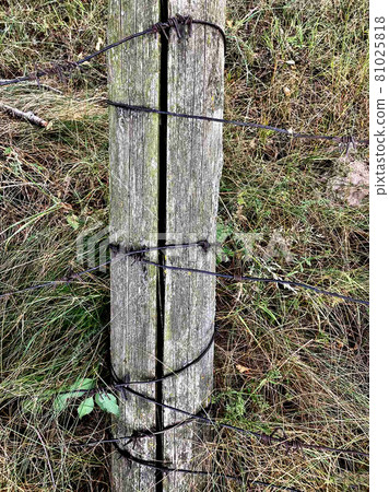 Barbed rusty wire on an old wooden post, fence, details of the prison. 81025818