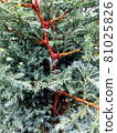 Cypress branches of dense coniferous shrubs 81025826