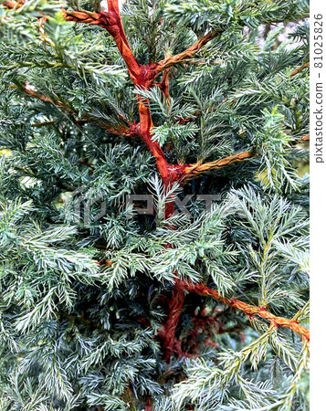 Cypress branches of dense coniferous shrubs 81025826
