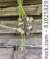 Dry bunch of garlic flowers with seeds on the background of a wooden old wall 81025829