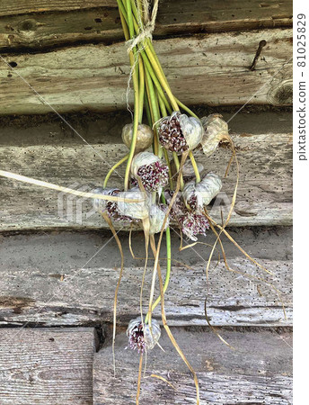 Dry bunch of garlic flowers with seeds on the background of a wooden old wall 81025829