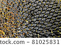 Seeds of a withered sunflower, close-up. Horizontal layout. 81025831