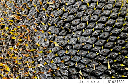 Seeds of a withered sunflower, close-up. Horizontal layout. 81025831