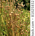Flax linum ripening, seed boxes, harvest flax harvest. 81025832