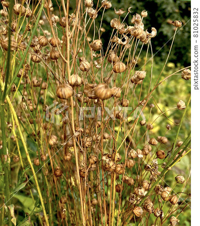 Flax linum ripening, seed boxes, harvest flax harvest. 81025832