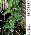 Cobweb or cobweb natural rain dew drops pattern background close-up. Cobweb net texture with morning rain bokeh. Cobweb necklace. 81025839