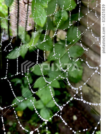 Cobweb or cobweb natural rain dew drops pattern background close-up. Cobweb net texture with morning rain bokeh. Cobweb necklace. 81025839