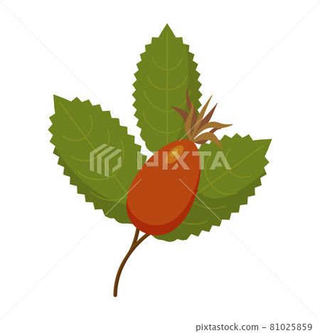 Rosehip plant with leaves, berries, isolated. Rosehip use in herbal tea, cosmetics, store, beauty salon, natural organic health care products. 81025859