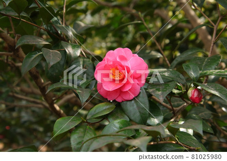 山茶品種：熊坂 81025980