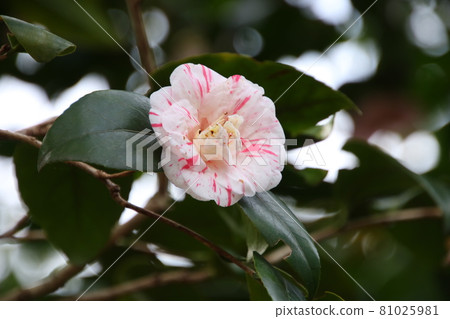 Camellia variety: Kyo Karako Camellia variety: Kyo Karako 81025981