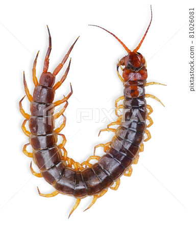 giant centipede isolated on white background 81026081