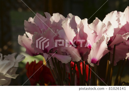 Cyclamen Cyclamen 81026141