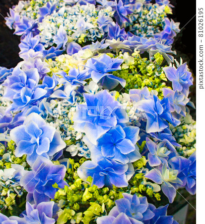 High Transia Galaxy Blue 繡球花 藍白 81026195